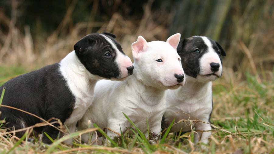 Bull Terrier Development and Growth Stage.