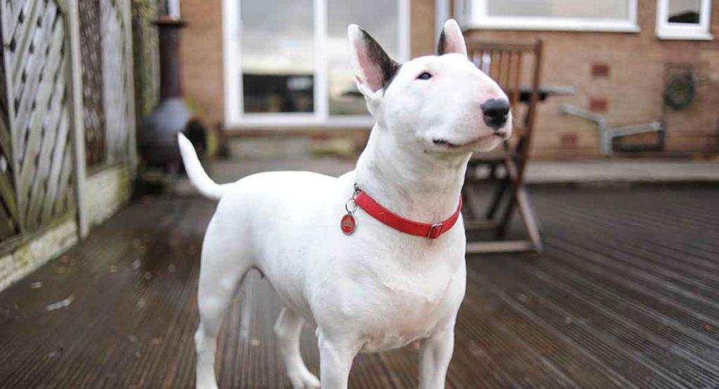 how do you train a bull terrier to walk on a leash