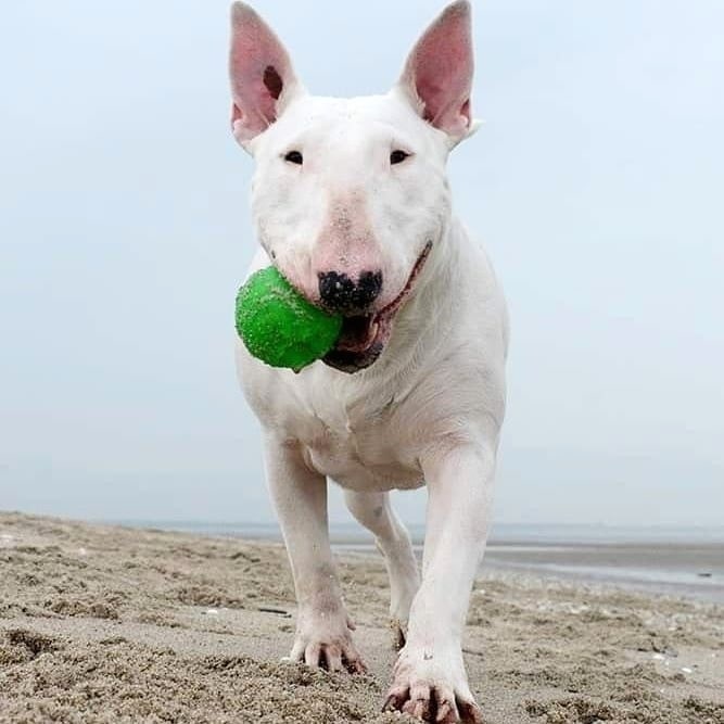 how do you train a bull terrier to walk on a leash