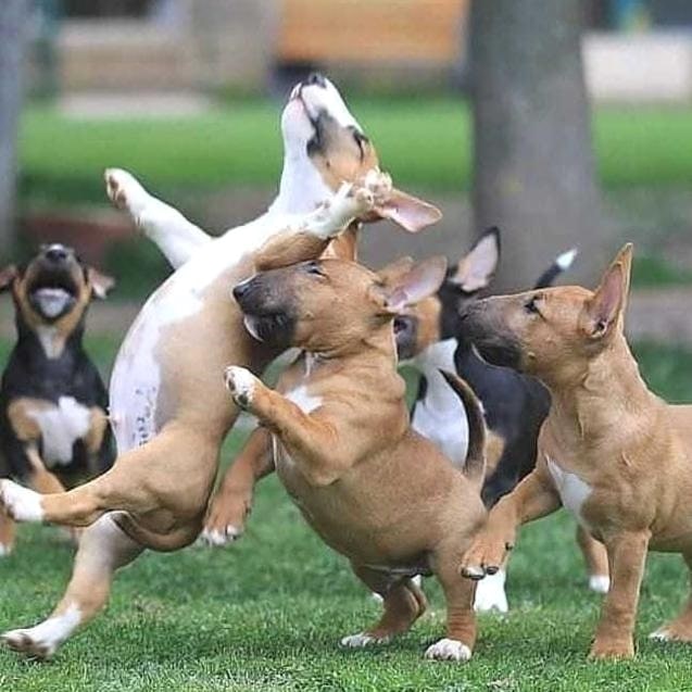 Bull Terrier Development and Growth Stage.