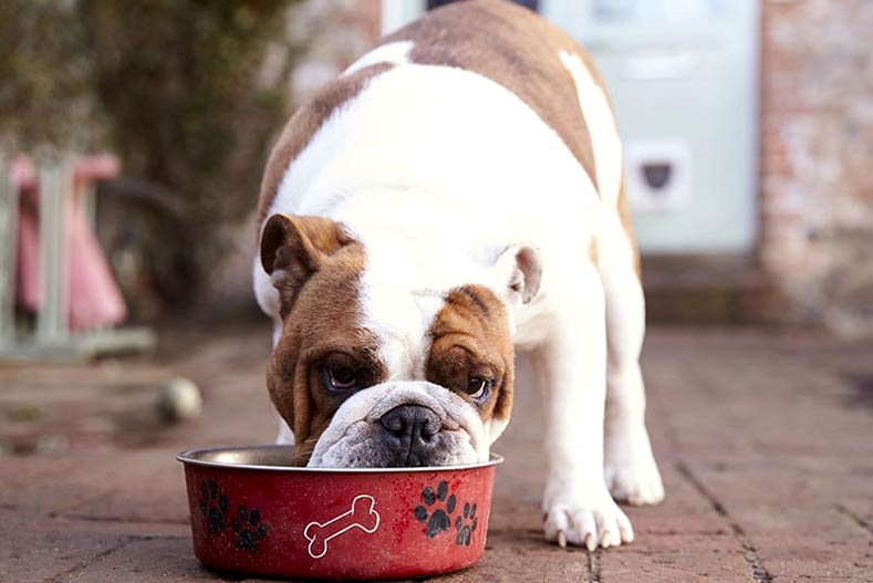 Cute Bulldog Eating.