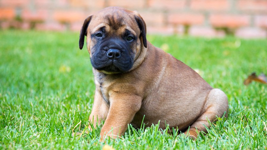 Bullmastiff Puppy Behavior Growth Stage.