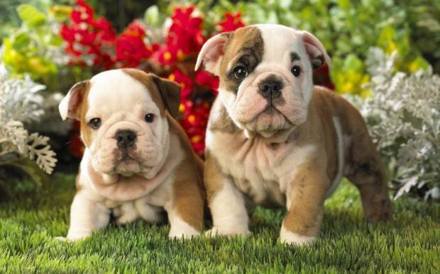 Bulldog Puppies.