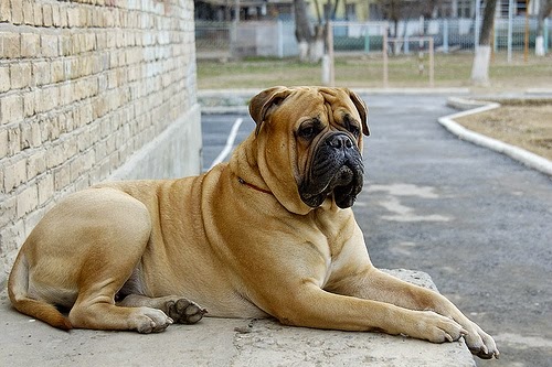 are bananas good for the bullmastiff