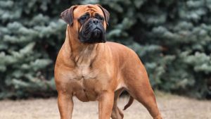 Bullmastiff Dog Training Methods and Strategies.