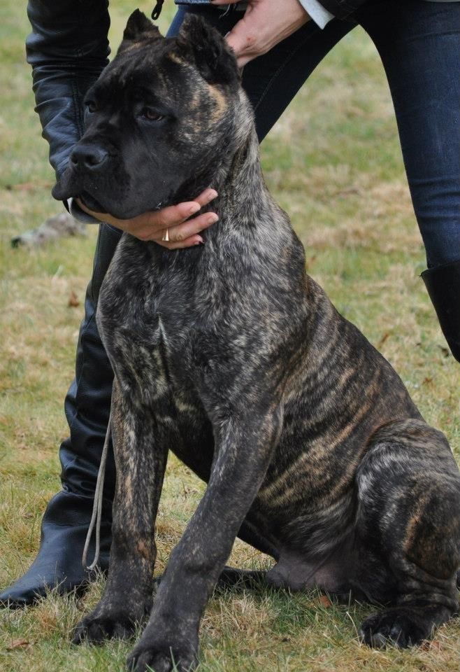 how long it take for a female cane corso to mature