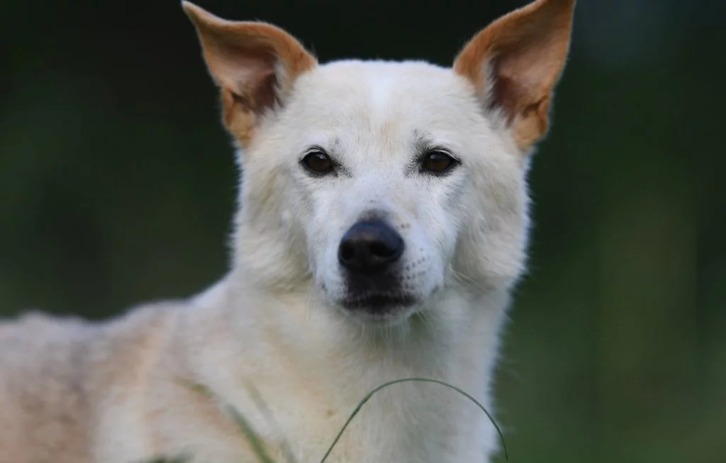 are bananas good for the canaan dog