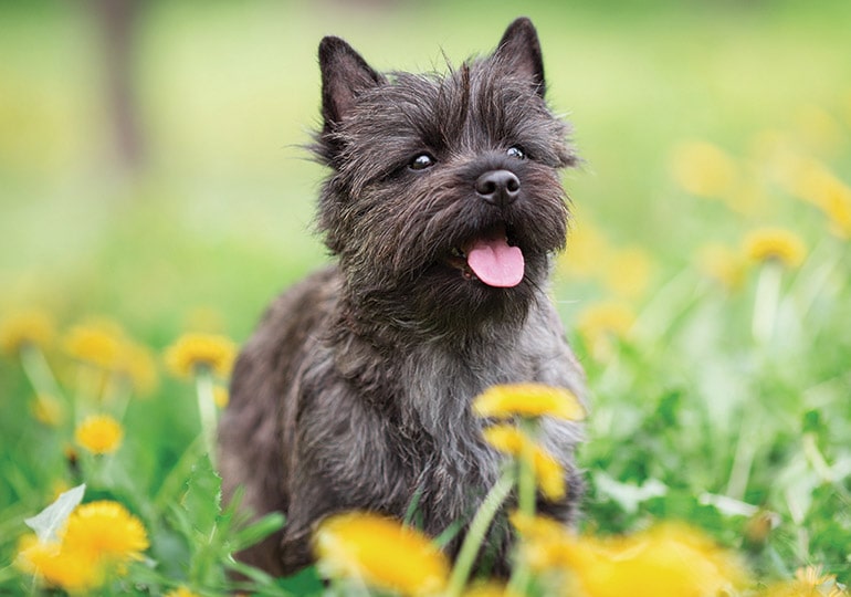 Puppy Development Stages.