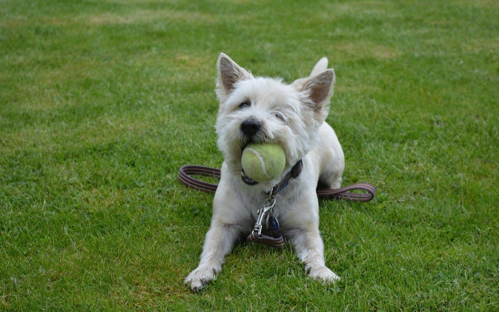 are cairn terriers easy to train