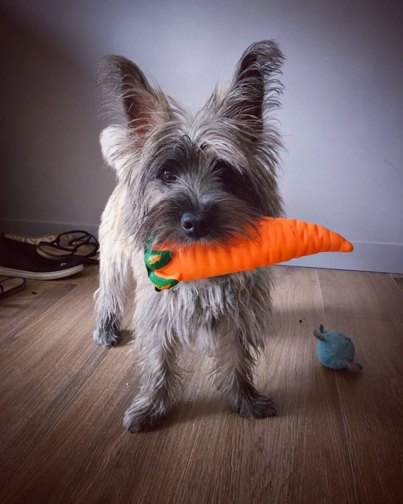 how much should a cairn terrier eat