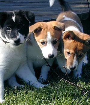 how many puppies can canaan dog give birth to