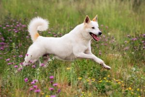 Canaan Dog Training Methods and Strategies.
