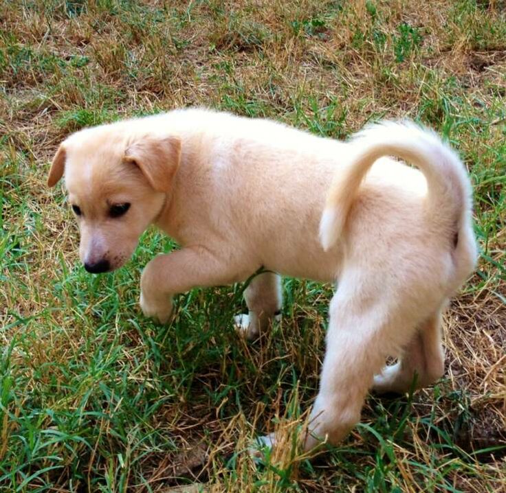 how much do canaan dog puppies cost