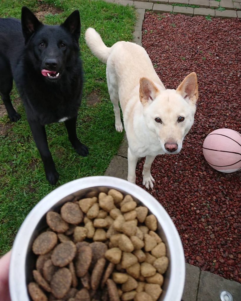 What to Feed Your Canaan Dog? Diets and Feeding Methods ...