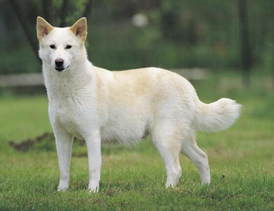 how many puppies can canaan dog give birth to