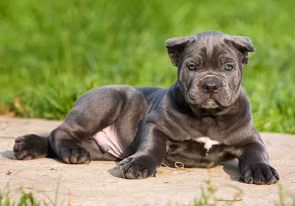 how long it take for a female cane corso to mature