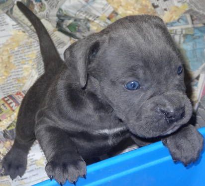 Cane Corso Puppies Behavior And Characteristics In Different Months Until One Year