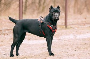 cane corso leash training