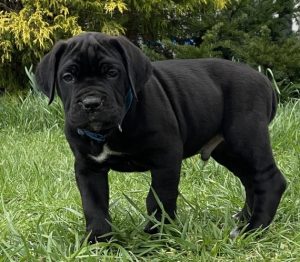 Cane Corso Puppies Behavior And Characteristics In Different Months ...