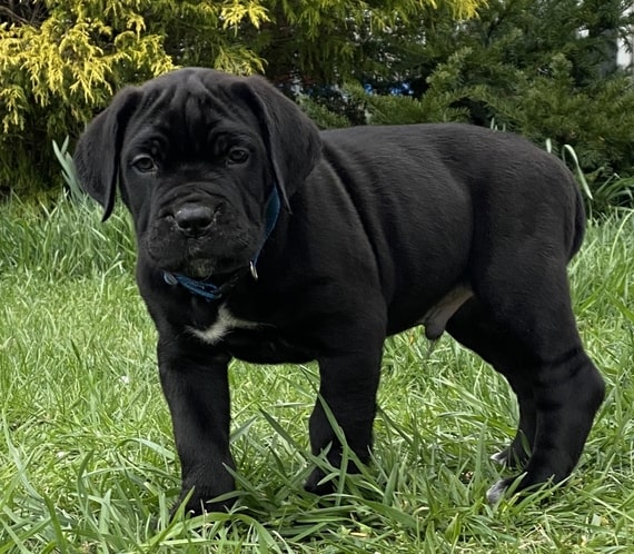 how long it take for a female cane corso to mature