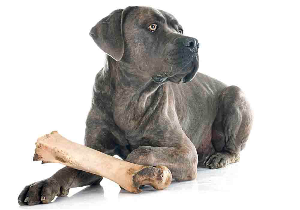 how much raw food to feed cane corso