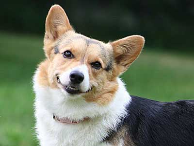 are pembroke welsh corgi aggressive