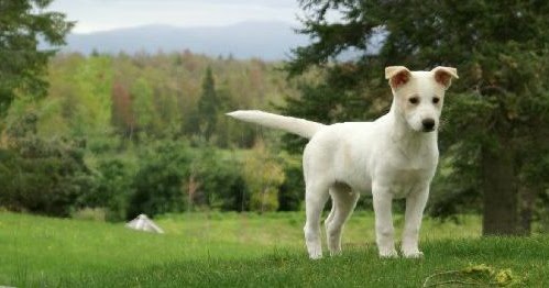 how many puppies can canaan dog give birth to