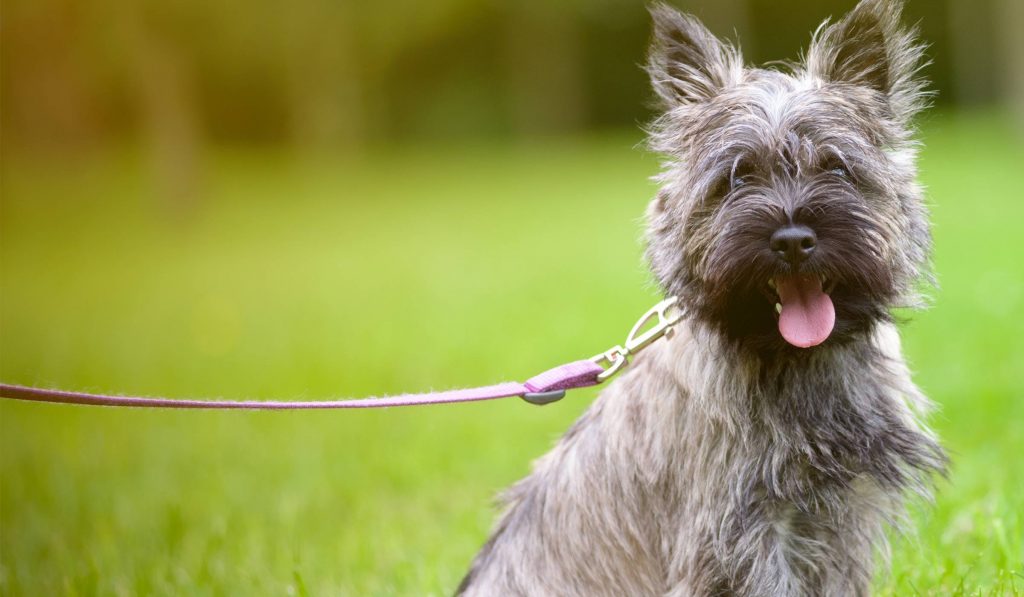Diet and Feeding Plan For Cairn Terrier.