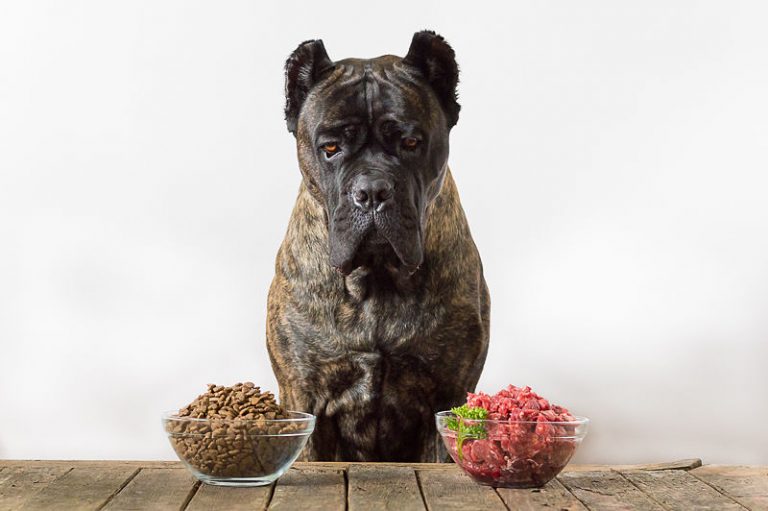 What to Feed Your Cane Corso? Diets and Feeding Methods