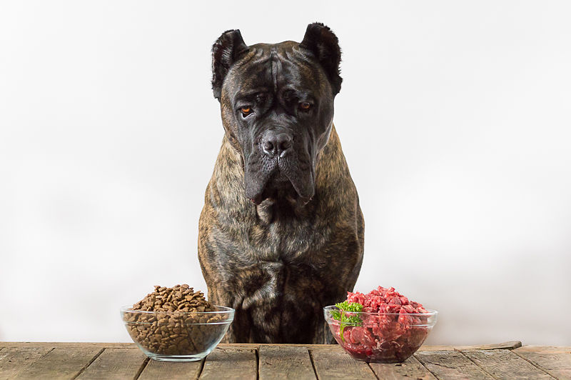 how much raw food to feed cane corso