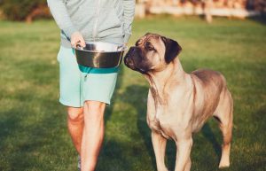 Feeding Methods and Diet For Cane Corso.