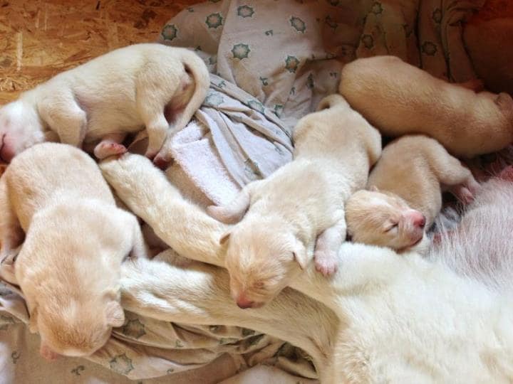 how many puppies can canaan dog give birth to