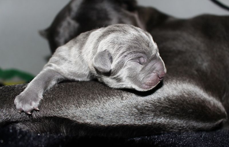 Cane Corso Puppies Behavior And Characteristics In Different Months Until One Year