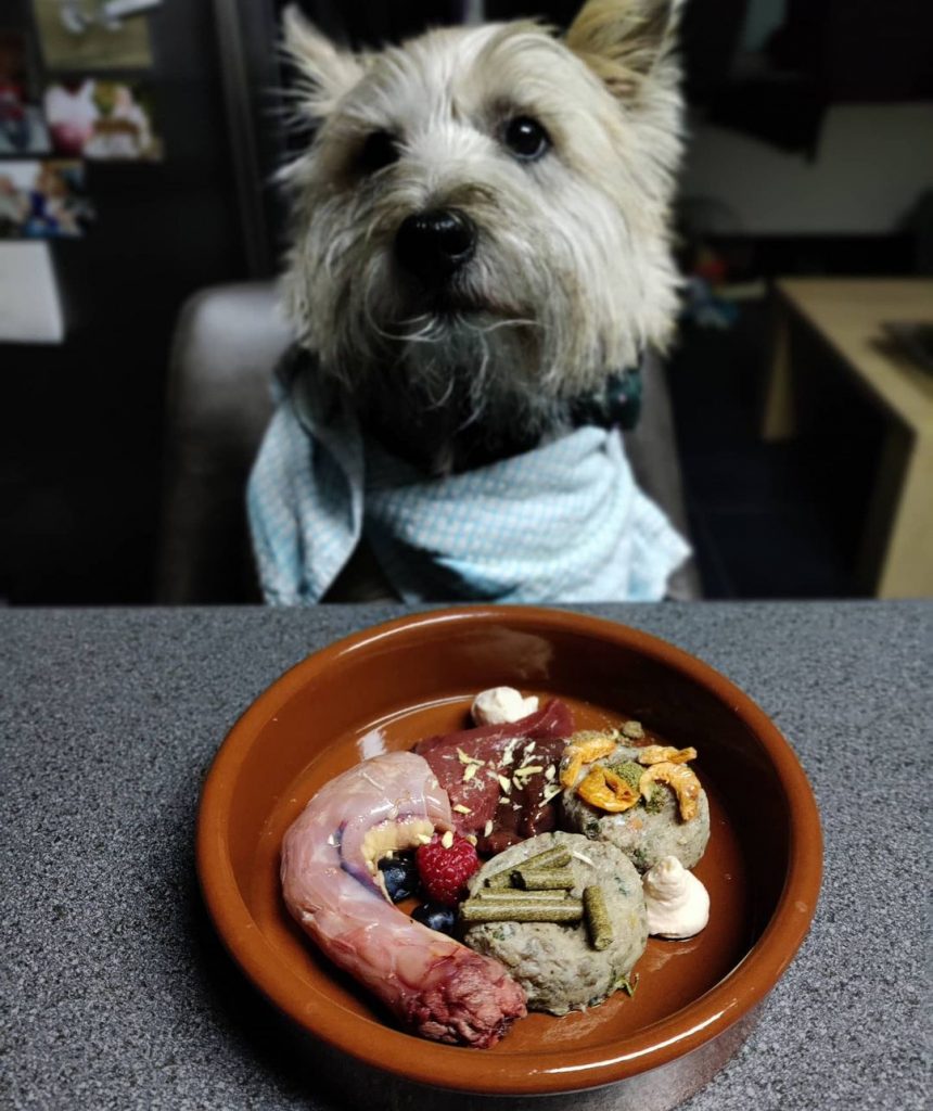 what is the best dog food for a cairn terrier