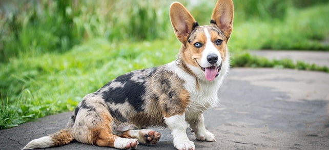 Temperament and Personality of Cardigan Welsh Corgi.