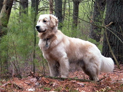 White Golden Retriever Lost In The Woods.