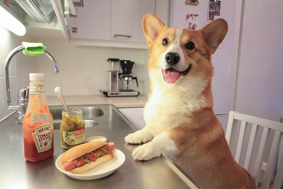 Cardigan Welsh Corgi Feeding Method and Diet.