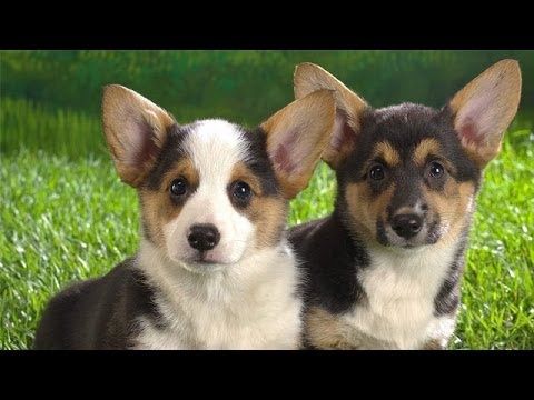 are cardigan welsh corgi puppies lazy