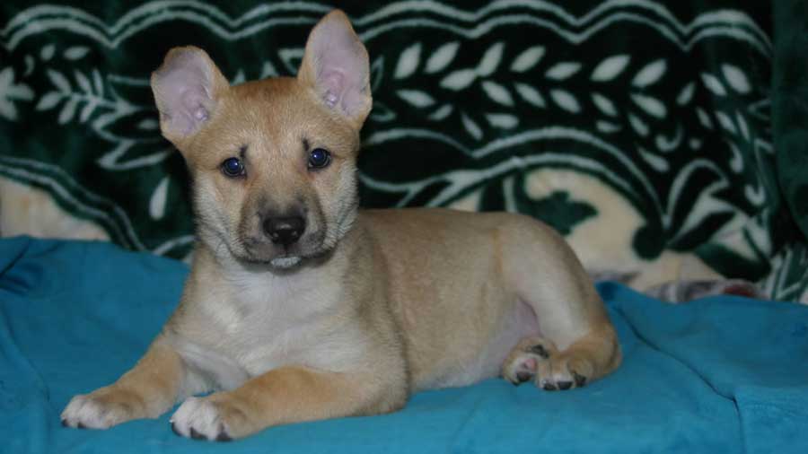 Carolina Puppies Development Stage.