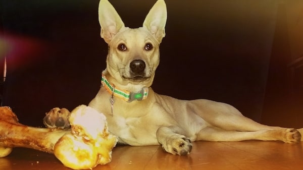 Carolina Dog Feeding Methods.