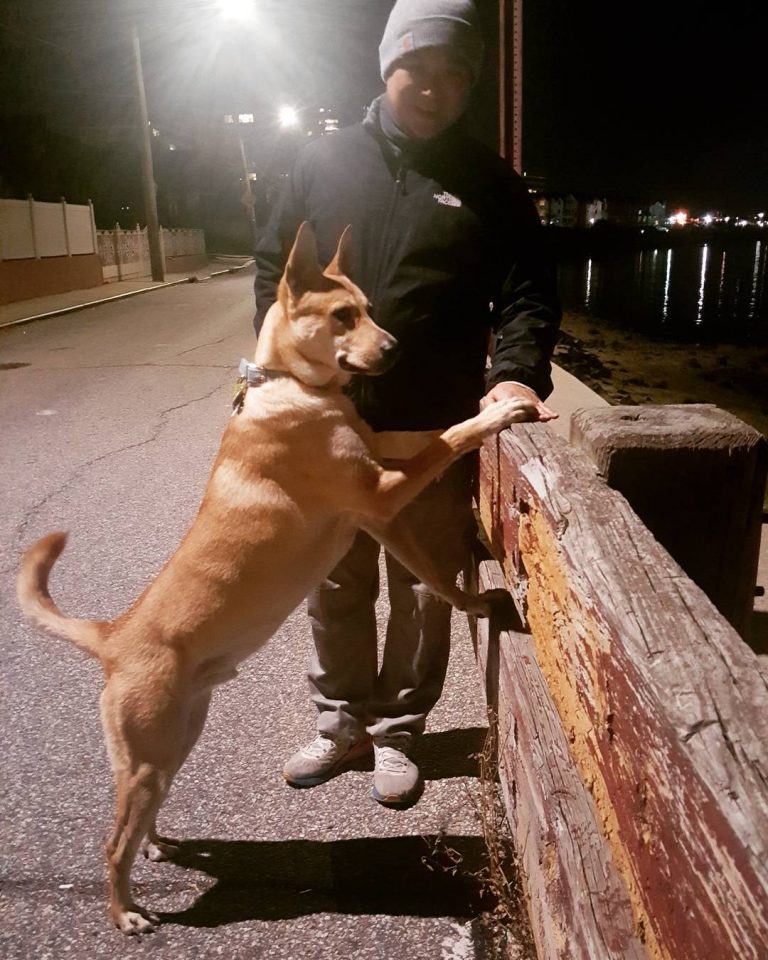 Carolina Dogs Temperament and Personality Suspicious, Brave and Cunning