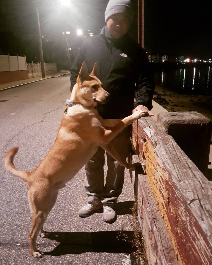 Carolina Dogs Temperament and Personality Suspicious, Brave and Cunning