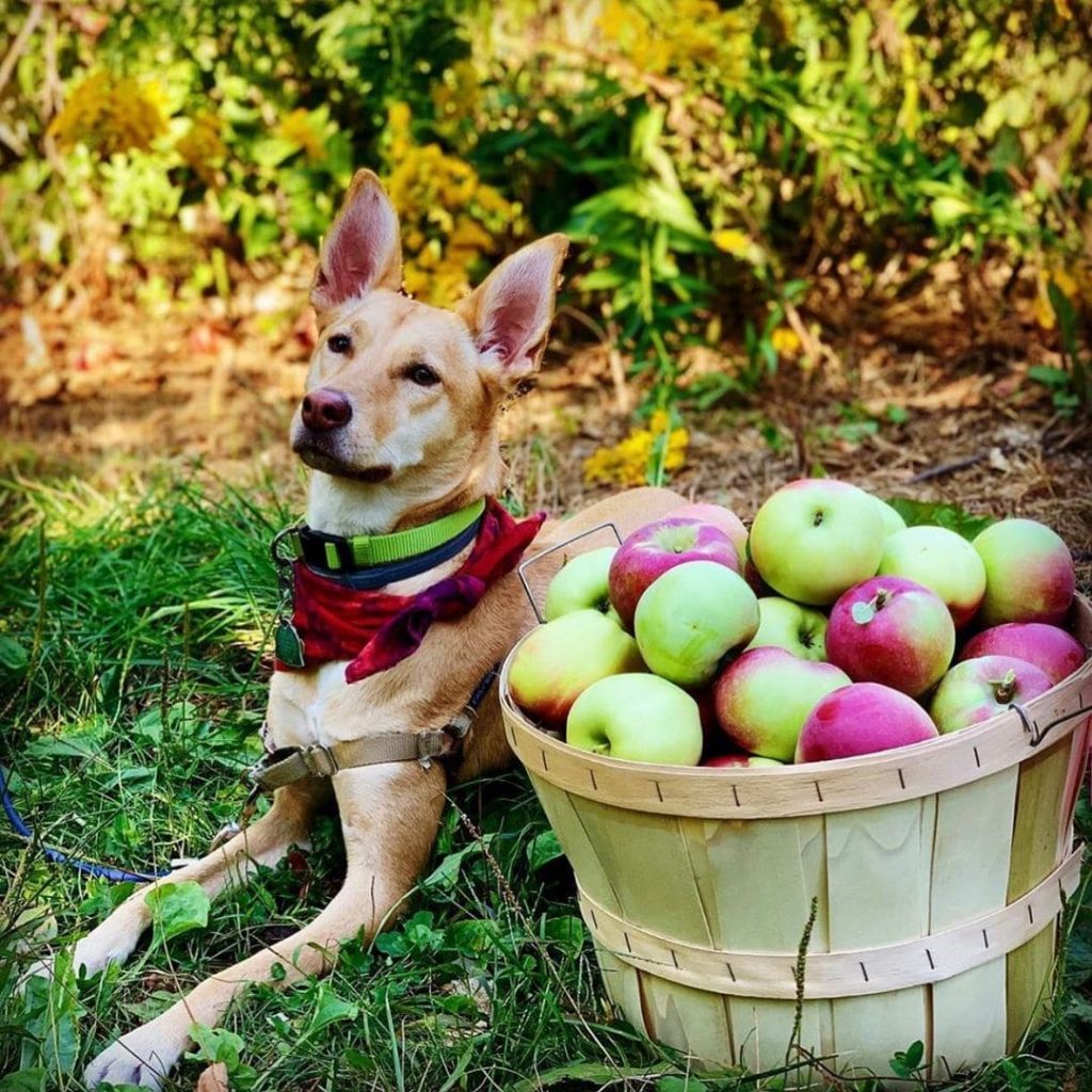 Best Food for Carolina Dogs: A Guide to Nourishing Your Canine Companion