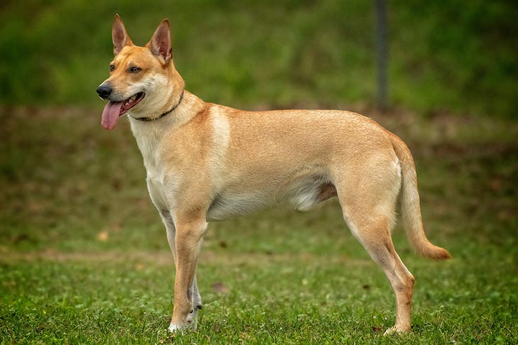 carolina-dogs-puppies-behavior-and-characteristics-in-different-months