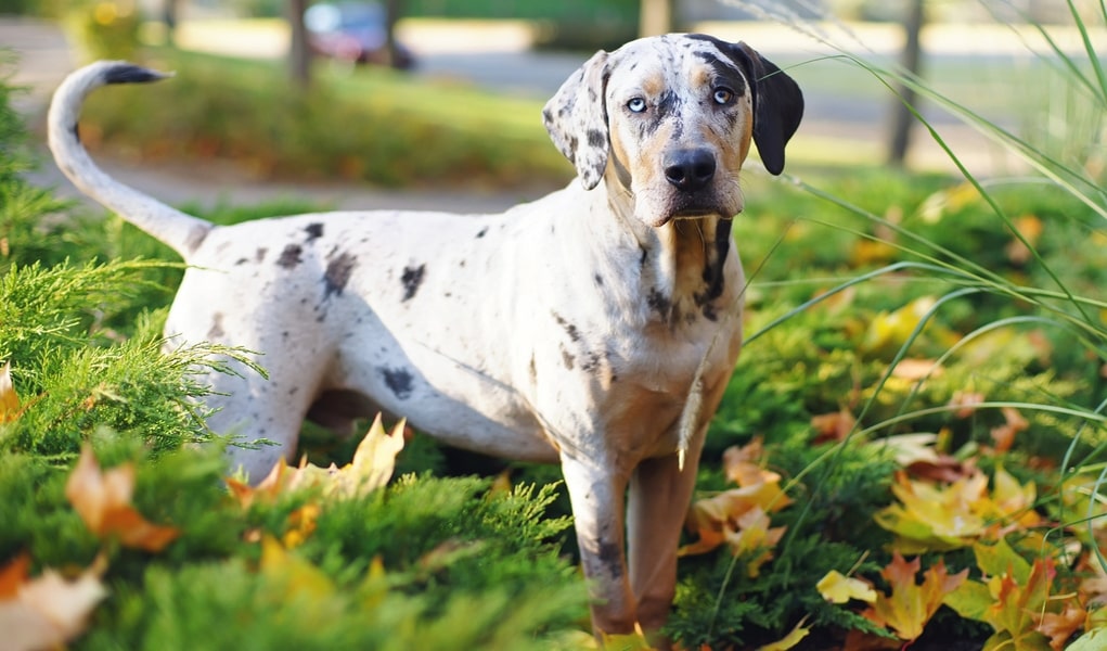 Training Methods and Strategies For Catahoula Leopard Dogs.