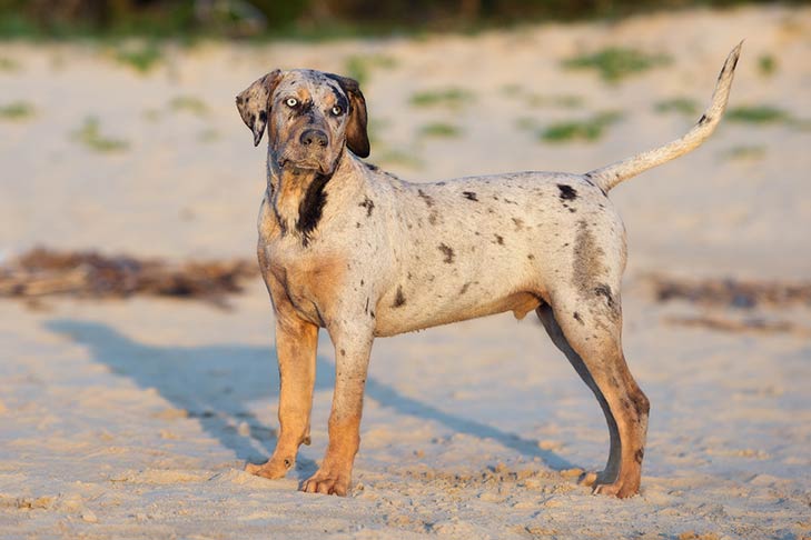 Feeding Methods For Catahoula Leopard Dog.