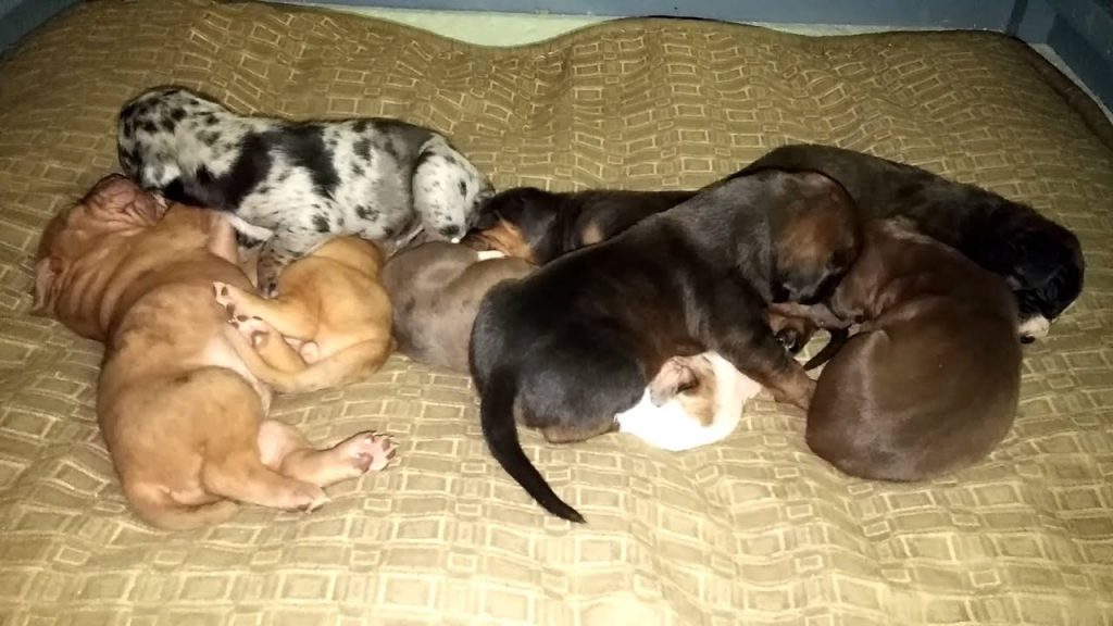 where are catahoula leopard puppies from