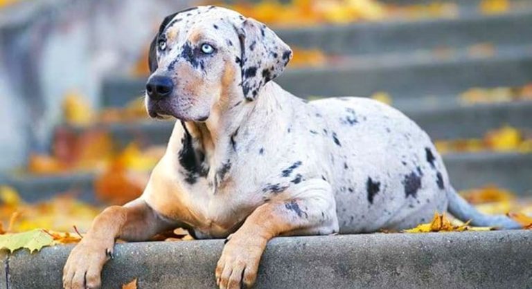 Catahoula Leopard Dog Temperament and Personality - Gentle But High