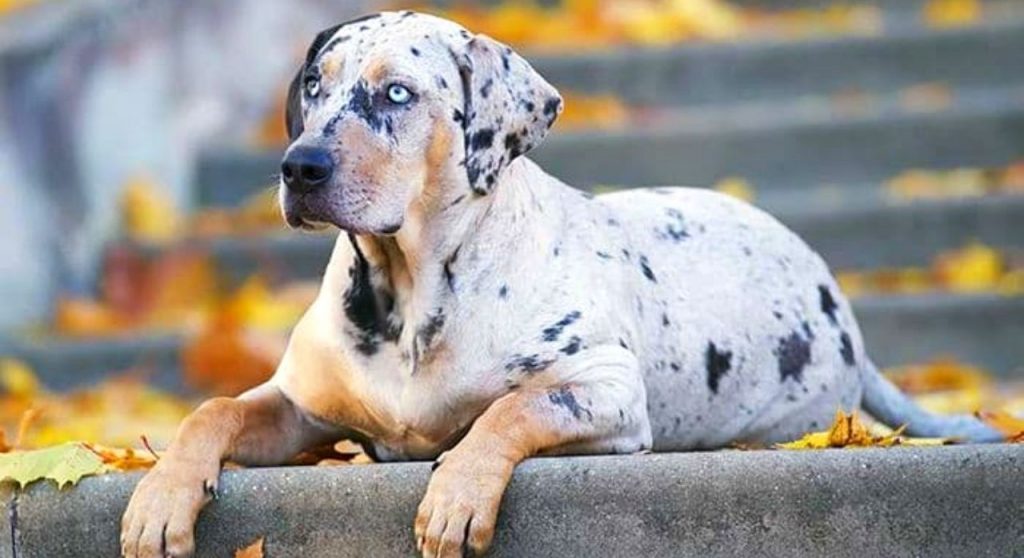 are catahoulas friendly dogs