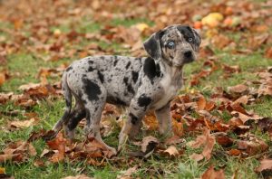 Catahoula Leopard Puppy Behavior and Growth Stage.